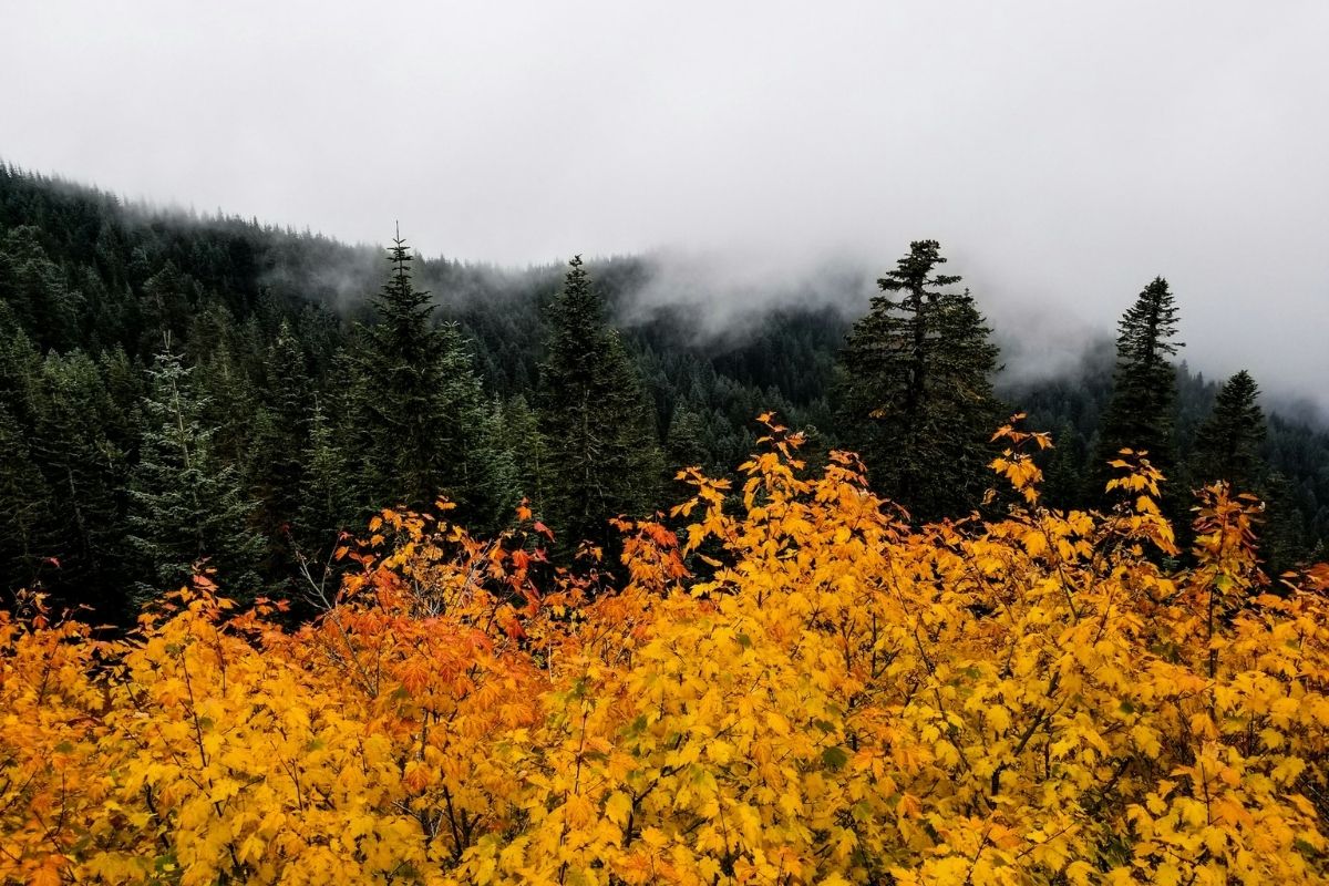 Yellow leaves of the tops of trees set against a dark evergreen forest mountain with fog
